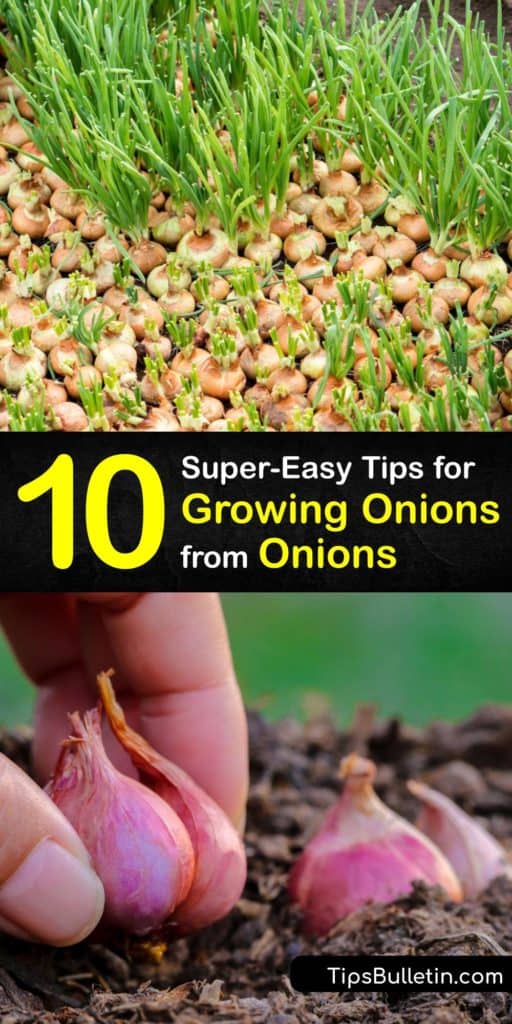 Learn how to grow onions without using onion seeds by regrowing onions from the scraps of onion bulbs or green onions. Plant the onion seedlings in a full sun area of the garden or patio and enjoy new onions at the end of the growing season. #howto #regrow #onions #scraps