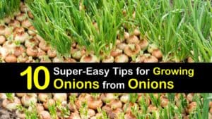 How to Grow Onions from Onions titleimg1