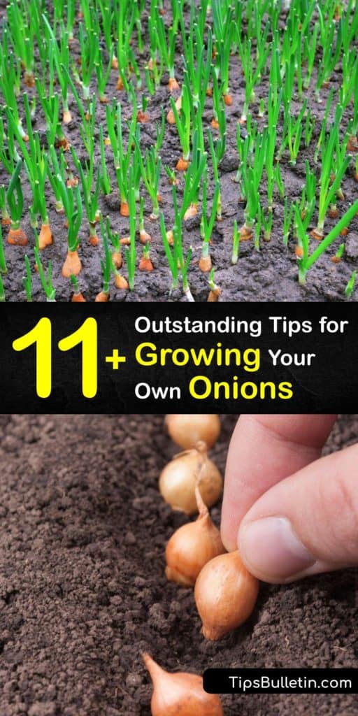 Discover the best tricks for planting onions this growing season. Short-day onions form bulbs with 12 hours of sunlight, and long-day onions require 14-16 hour days. Plant onions in loose, well-draining soil and use mulch to hold moisture and suppress weeds. #grow #onions #howto