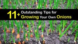How to Grow Onions titleimg1