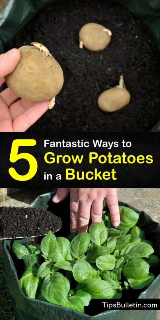 Learn how to grow new potatoes in a bucket from old potatoes and seeds without chitting or sprouting them ahead of time. Container gardens are perfect for growing spuds and sweet potatoes and an easy way to produce your own potatoes. #howto #grow #potatoes #bucket