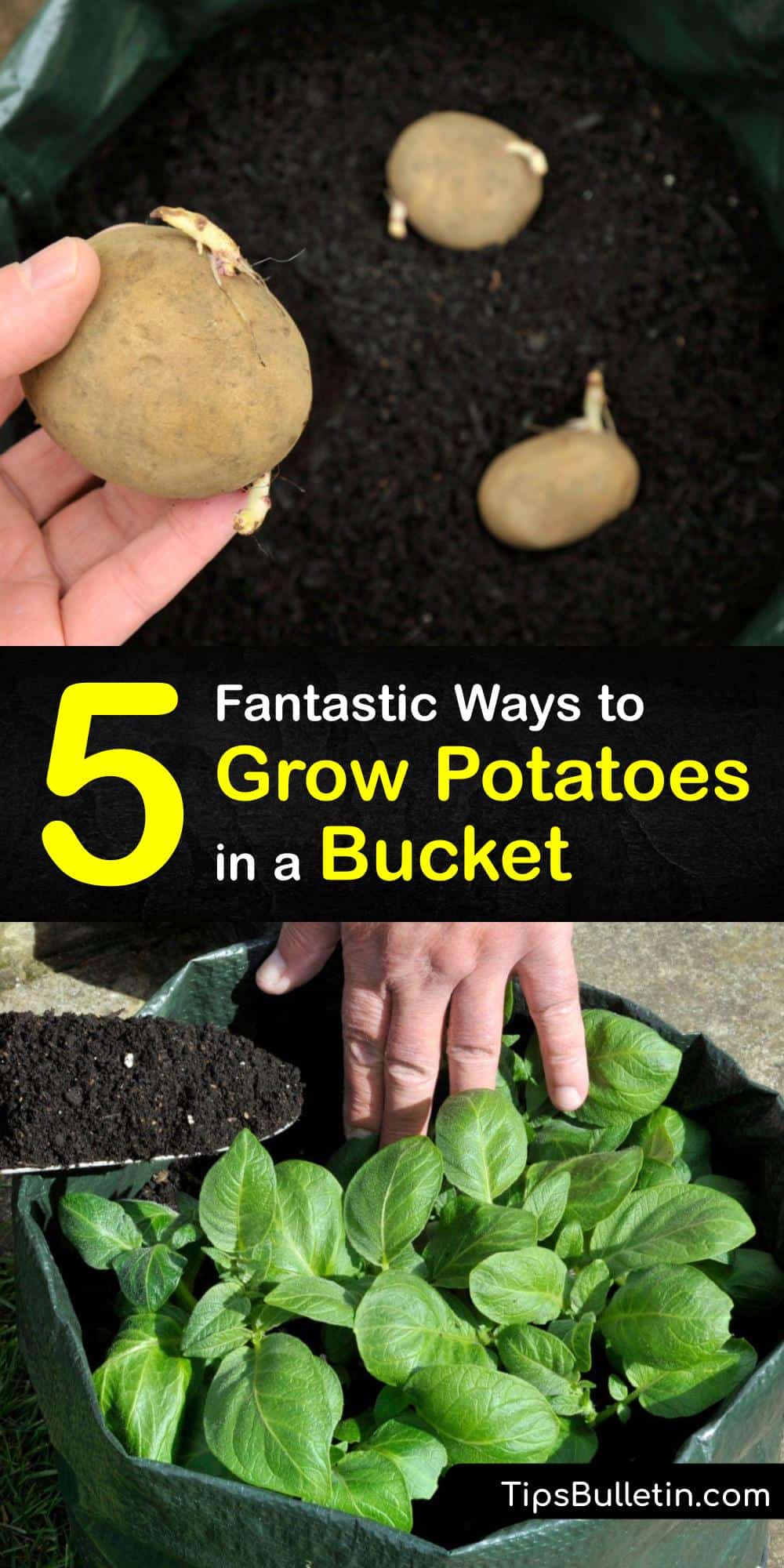 Potato Container Gardening Quick Guide to Planting Potatoes in Buckets
