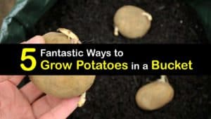How to Grow Potatoes in a Bucket titleimg1