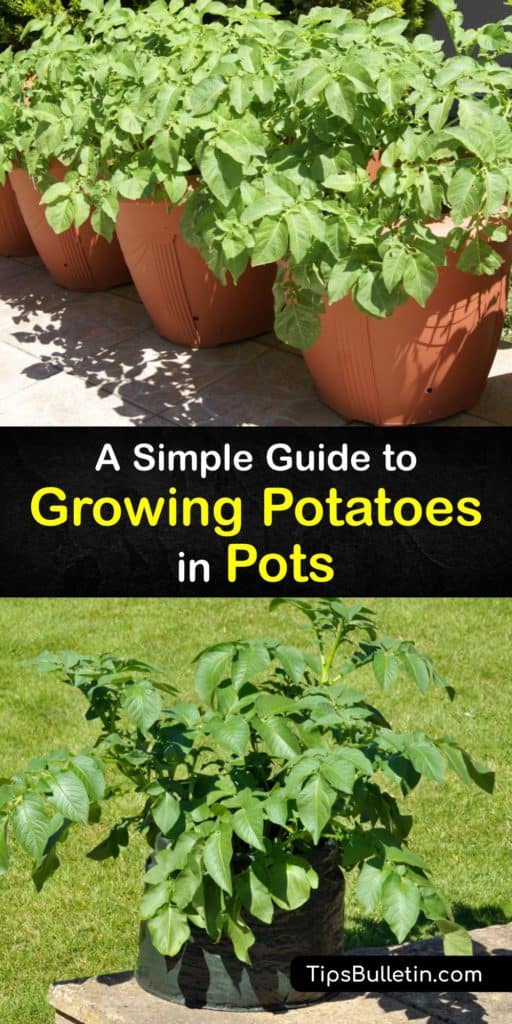 Learn how to grow potatoes in containers, from grow bags to plastic buckets with drainage holes. Instead of grocery store potatoes, use seed potatoes in well-drained potting soil. Water potato plants regularly during the growing season to encourage sprouting. #potatoes #growing #pots