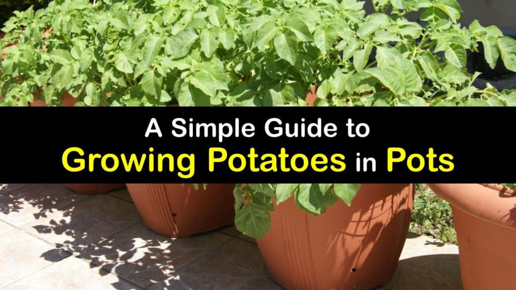 How to Grow Potatoes in a Pot titleimg1