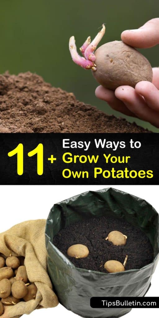Grow new potatoes from the ones at the grocery store with these hilling strategies to grow disease-free potatoes. Get most of the work done in the early spring and start hilling a few inches of soil and mulch around the plants to protect them from pests like Colorado beetles. #howto #grow #potatoes