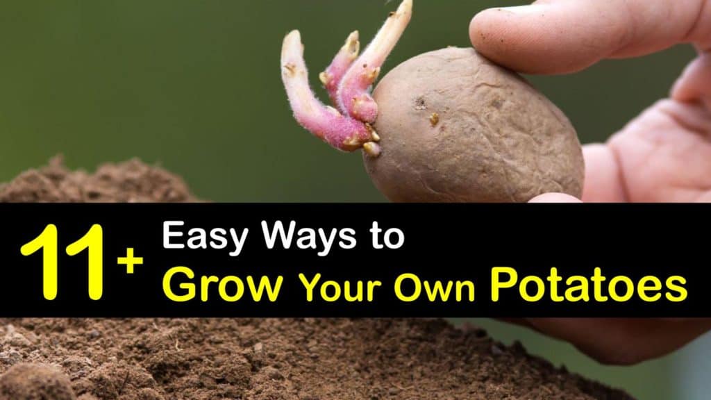 How to Grow Potatoes titleimg1