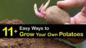 How to Grow Potatoes titleimg1