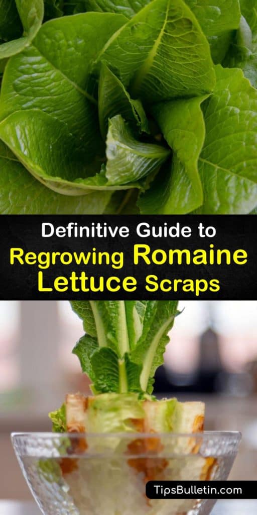 Discover how to regrow veggies and herbs like cilantro, green onions, and romaine lettuce from kitchen scraps. All you need is the cut stems from grocery store produce, fresh water, and a sunny windowsill. Regrown lettuce is ready to eat within two weeks. #regrow #romaine #lettuce #scraps