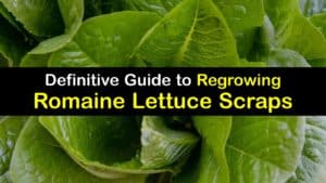 How to Grow Romaine Lettuce from Scraps titleimg1