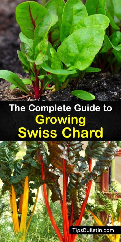 Follow this step-by-step guide for growing chard plants from chard seeds, like the biennial Fordhook Giant, with success. Use these tips addressing spacing, germination, full sun, mulch, and how to sow seeds so that you have a successful growing season with enormous yields. #grow #swiss #chard