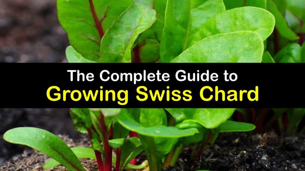 How to Grow Swiss Chard titleimg1