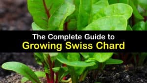 How to Grow Swiss Chard titleimg1