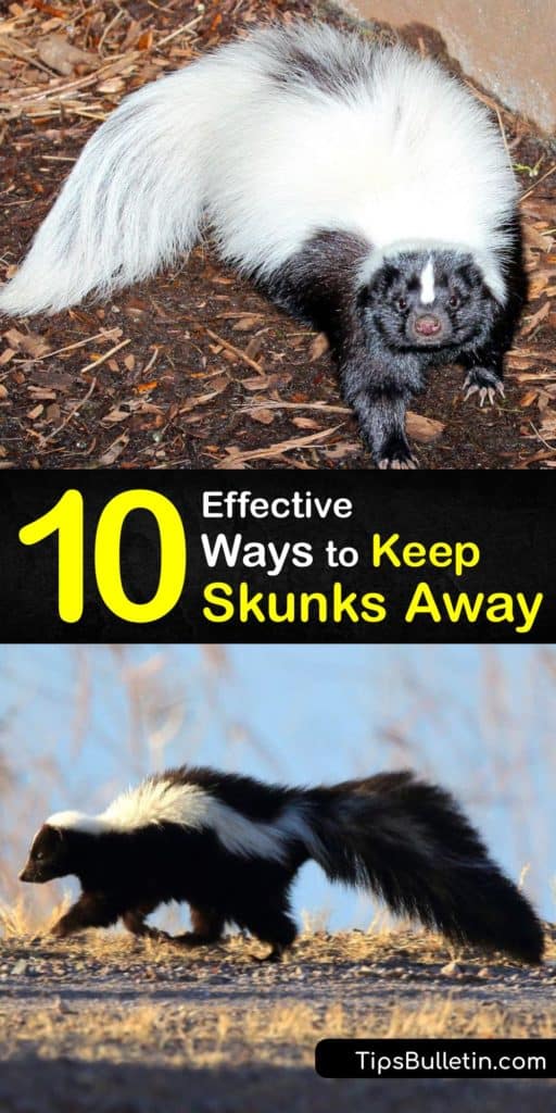 Put up a fight against critters like skunks and raccoons that try to take over your yard. These skunk repellent sprays and tips show you how to remove attractants like pet food and garbage cans, and implement skunk removal using bright lights, sprinklers, and predator urine. #keep #skunks #away