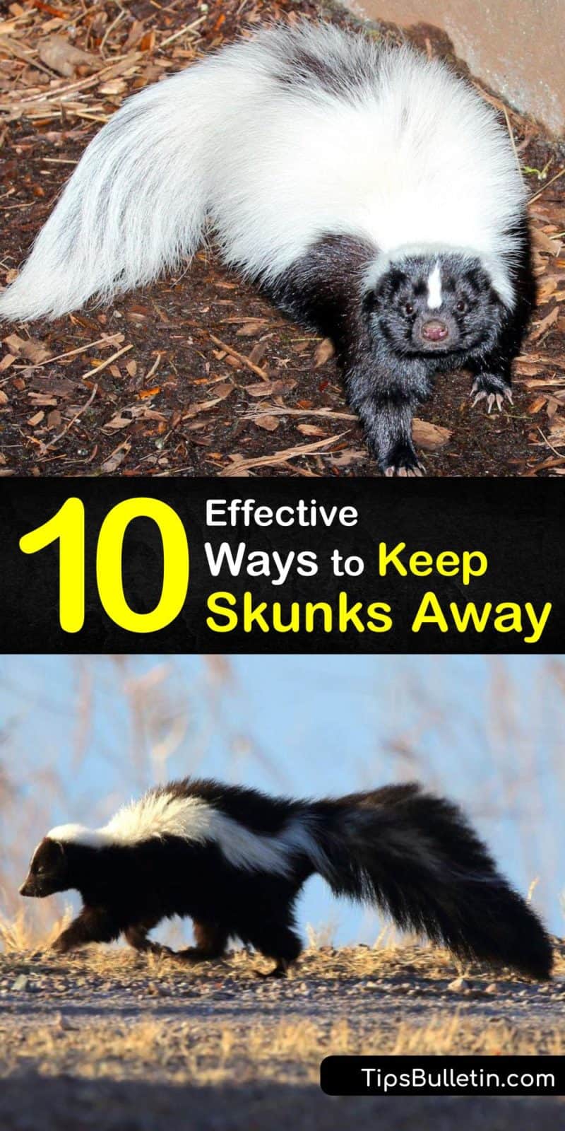 Keeping Skunks Away From Yard