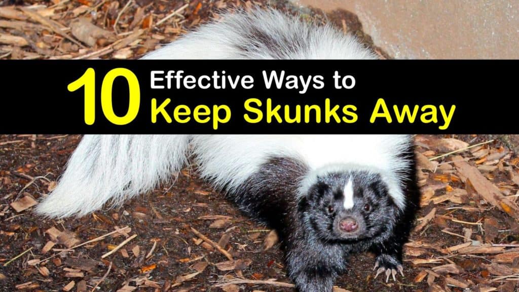 How to Keep Skunks Away titleimg1