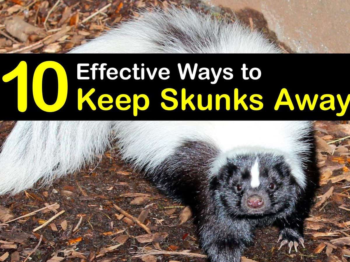 How To Keep Skunks Away From Property CrookCounty