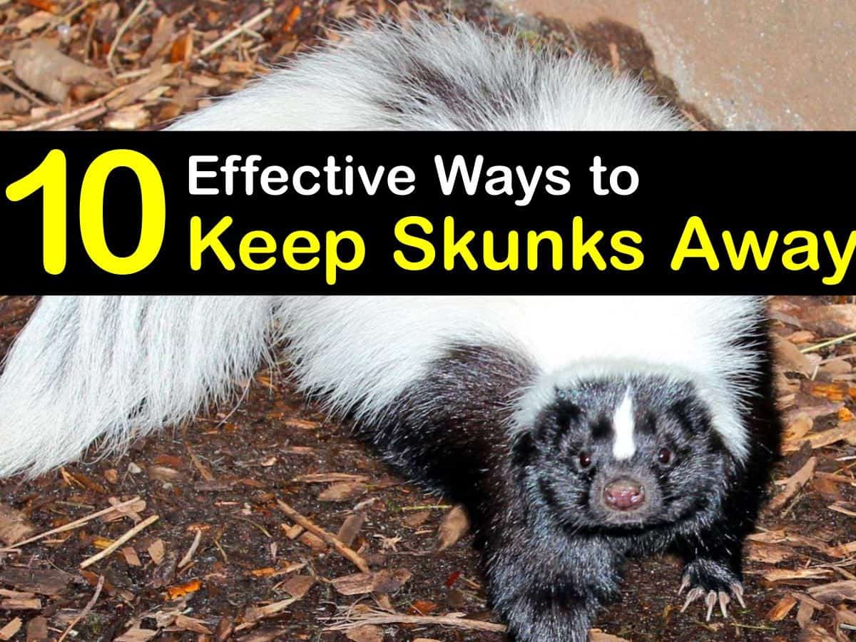 Does Dog Urine Keep Skunks Away