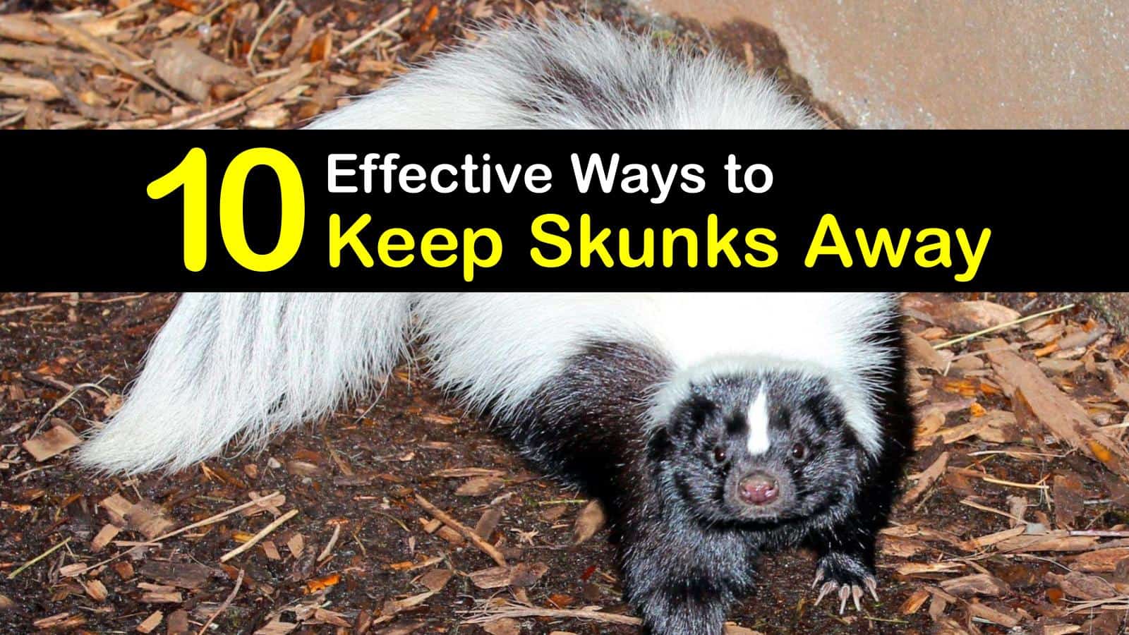 skunk repellent in garden