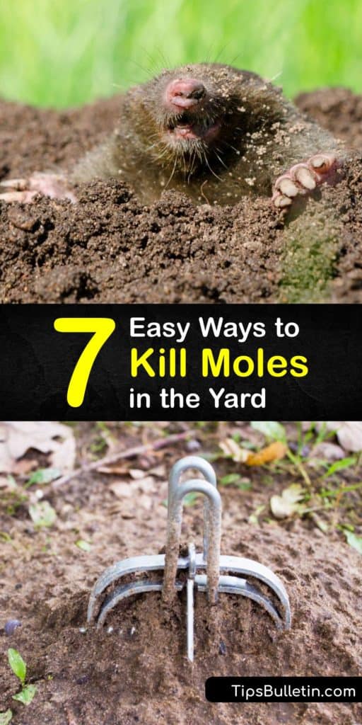 Find out how to get rid of moles using a DIY mole trap, homemade mole poison, and safe repellents. While it's sometimes necessary to kill moles, it's also vital for homeowners to take preventative steps so moles, voles, and gophers don't keep returning. #pest #control #moles #getridof