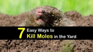 How to Kill Moles titleimg1