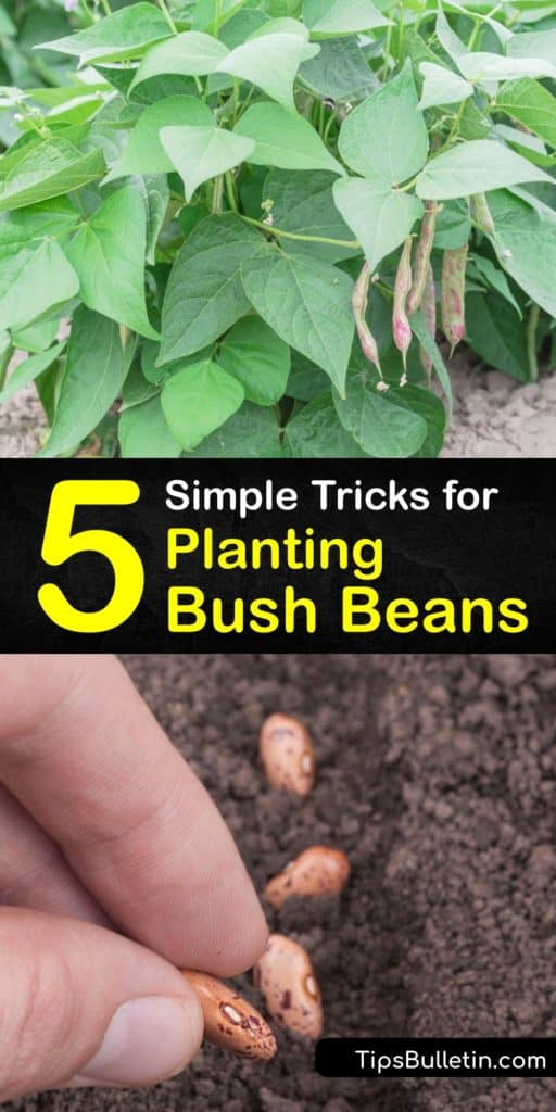 Find out how to grow bean plants from seed from germination to harvest. Learn about premium heirloom bean varieties like Blue Lake and Kentucky Wonder. Plant bean seeds in full sun and use mulch to hold soil moisture to enjoy a harvest of delicious snap beans. #grow #bush #beans #gardening