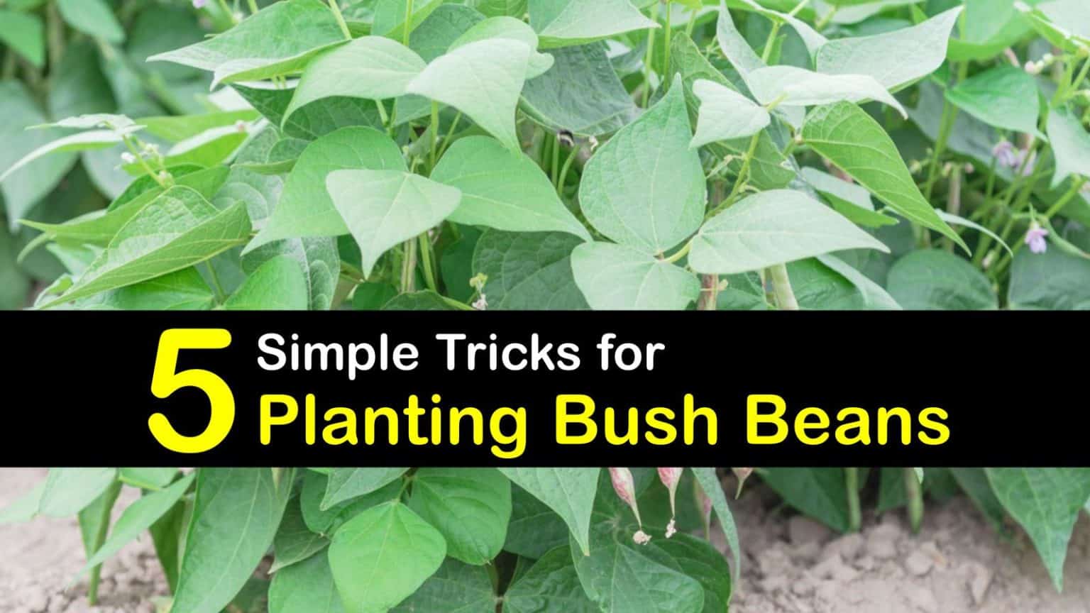 Bush Bean Growing StepbyStep Tips for Planting Bush Beans