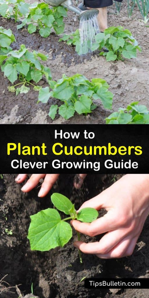 Learn how to grow cucumber plants in a few simple steps. There are many vining and bush cucumber varieties with three main types, burpless, slicing, and pickling, and they are all easy to grow as long as you prepare the garden with organic matter and mulch. #howto #planting #cucumbers