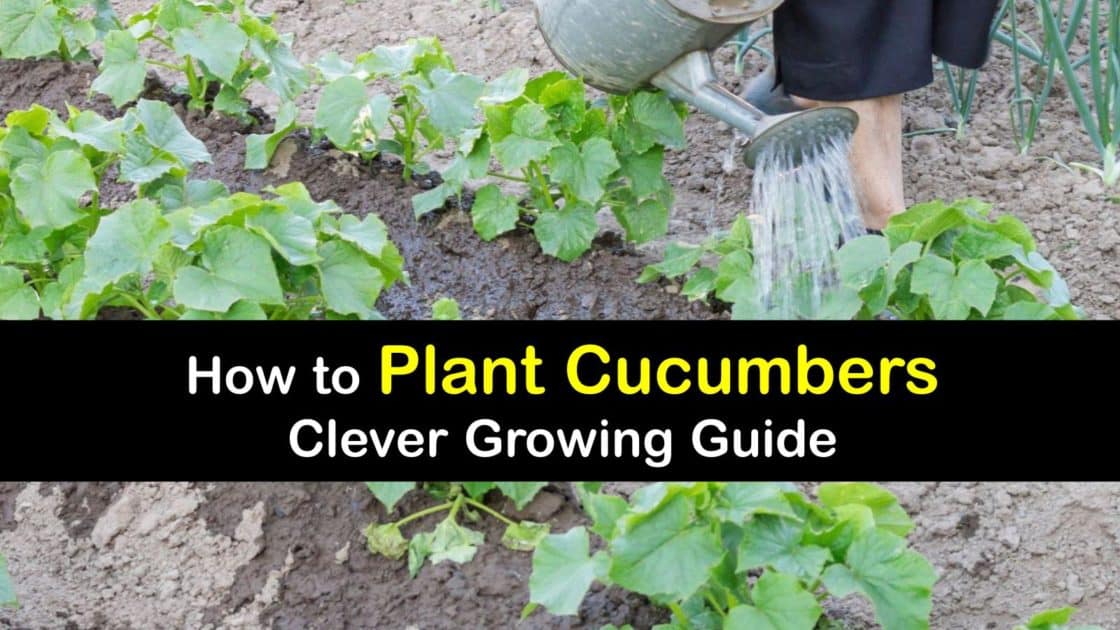 Cucumber Plant Care Best Ways to Grow and Care for Cucumbers