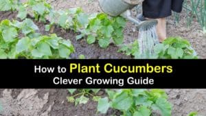 How to Plant Cucumbers titleimg1