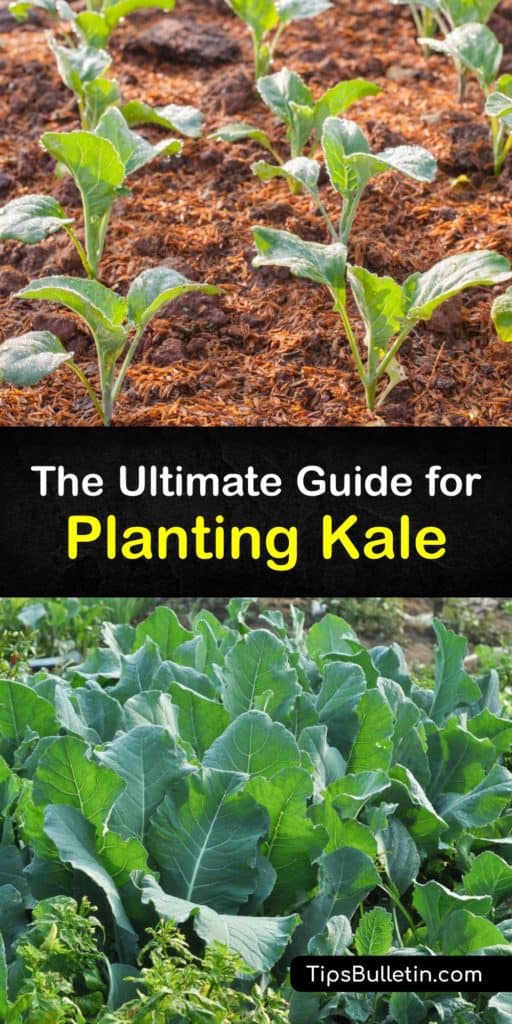 Make your kale plants thrive when you give this biennial plant full sun and plant it after the last frost of early spring. Your kale seeds and leafy greens flourish when you care for them the right way and keep them away from aphids, cabbage worms, and other pests. #howto #planting #kale