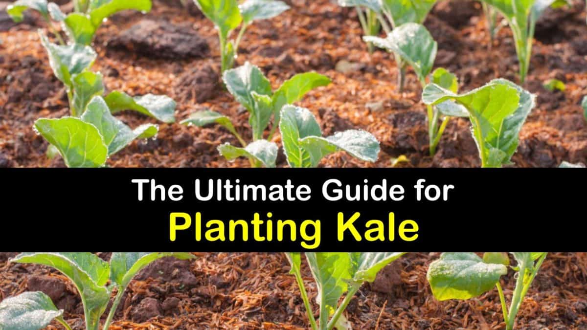 Planting Kale Handson Guide for Growing Kale Plants