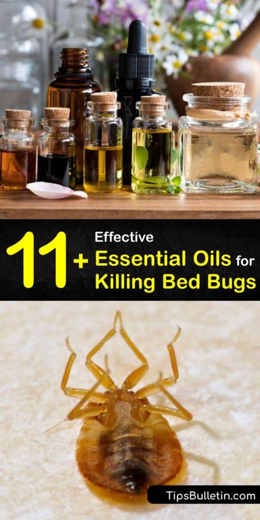 Smell pleasant oils like lemongrass, eucalyptus, and peppermint oil and learn how to use them as a repellent to fight a bed bug infestation instead of calling pest control. These oils work to prevent bed bug bites and act as an insecticide and pesticide. #essential #oils #bedbugs #getridof