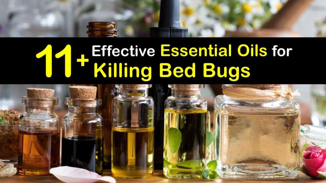 11+ Effective Essential Oils for Killing Bed Bugs