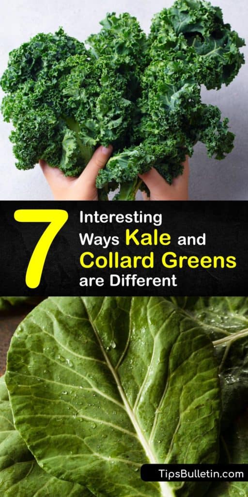 Learn the difference between collard greens and kale and how to grow them in the garden. Both leafy greens are nutritious, rich in vitamin K, contain folate and magnesium, and cooking them in garlic and olive oil reduces the bitter flavor. #kale #collardgreens