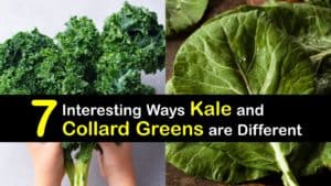 Kale vs Collard Greens titleimg1