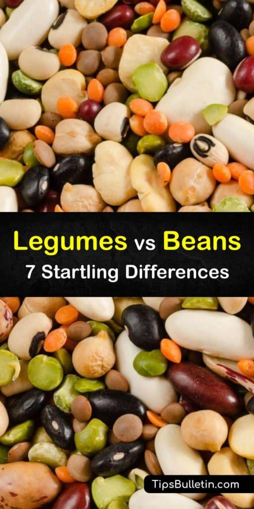 Learn the difference between legumes and beans and how they benefit your dietary needs. Beans are legumes, but some legumes are not beans. Green beans and soy beans are legumes, high in folate and magnesium, and good for lowering cholesterol. #legumes #beans #difference