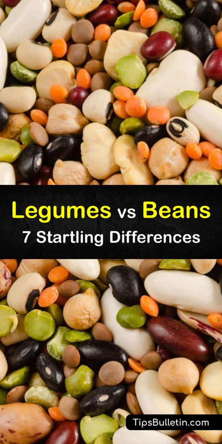 Are Legumes and Beans the Same