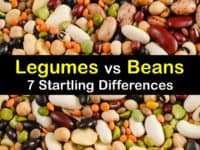 Legumes vs Beans titleimg1