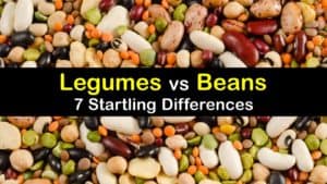 Legumes vs Beans titleimg1
