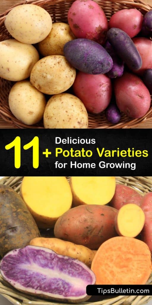 Learn about the many potato varieties and how to use them in recipes and grow your own at home. Some tubers have white flesh, while others have yellow flesh, and some are even blue, and they are perfect for everything from mashing to adding to stews. #types #potatoes #varieties