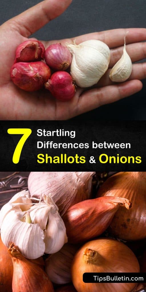 Learn the difference between shallots and onions. Use shallots in sauces or as a garnish and yellow onions as a base for heavier meals. Find out allium family substitutes for shallots like red onions, white onions, and scallions. Plus, try our caramelized shallots recipe. #shallots #onions #alliums