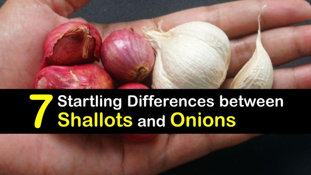 Shallots vs Onions titleimg1