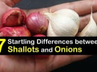 Shallots vs Onions titleimg1
