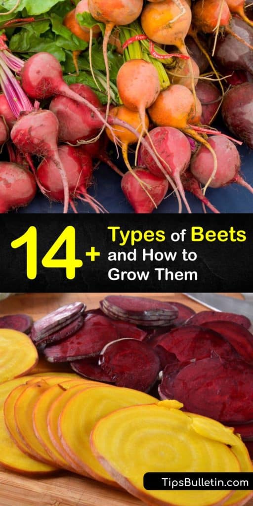 Discover all the different types of beets and how to grow your own at home to enjoy fresh beets and beet greens. There are more beets than the typical red beet, from the Chiogga beet that resembles a candy-cane and the Burpee golden beet to sugar beets. #types #beets #varieties