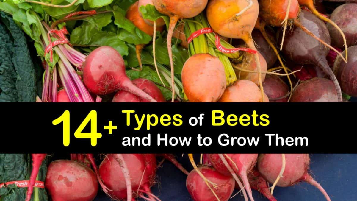 Beet Varieties Choosing Different Beet Types