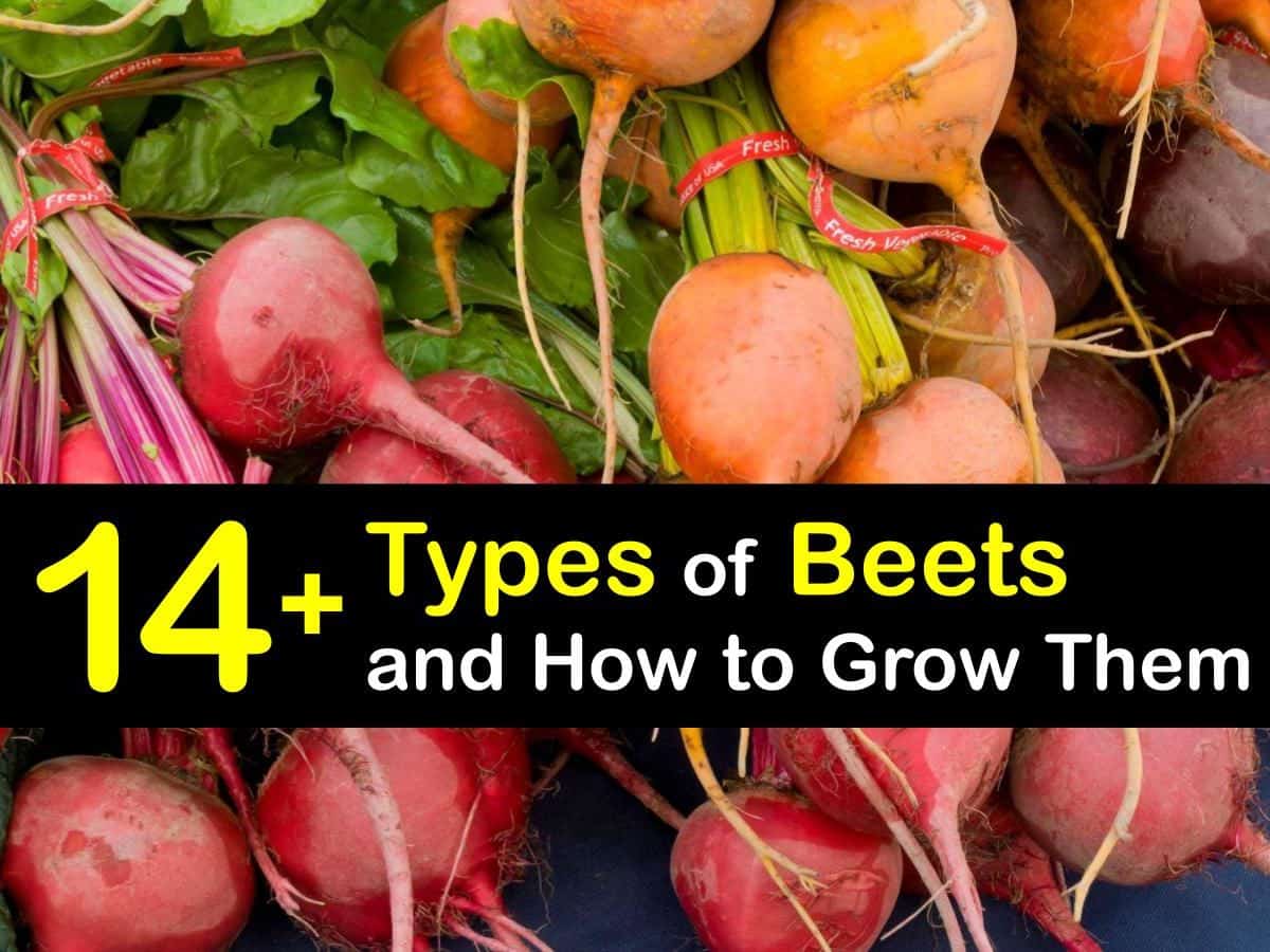 Beet Varieties - Choosing Different Beet Types
