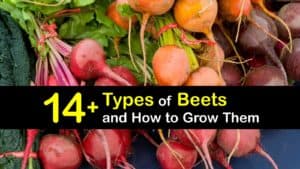 types of beets titleimg1