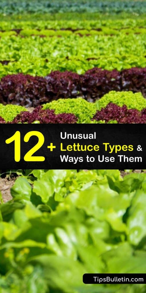 Savor the crispy green leaves of head and loose leaf lettuce from unique cultivars like endive, bibb, chicory, frisée, arugula, and iceberg lettuce. Turn these types of lettuce into a French dinner or substitute them to create a new twist on a classic salad. #types #lettuce #varieties