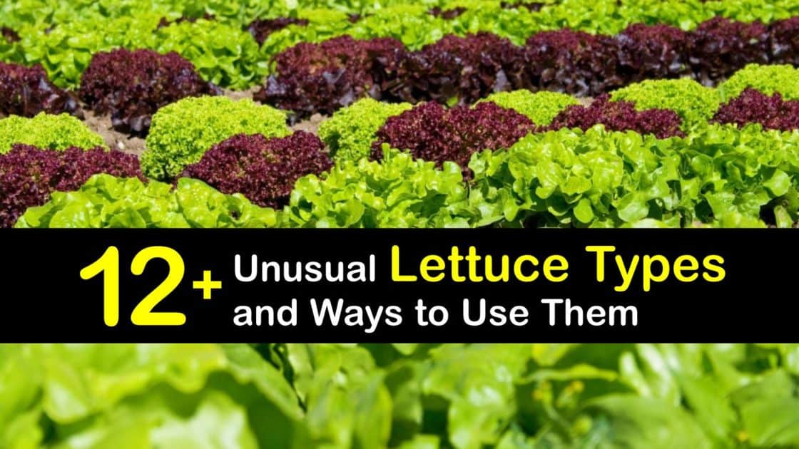 Lettuce Varieties Choosing Different Lettuce Types